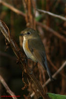 Red-flanked Bluetail